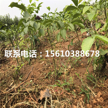 碧根果樹苗產(chǎn)地在哪里、碧根果樹苗一畝地產(chǎn)多少斤