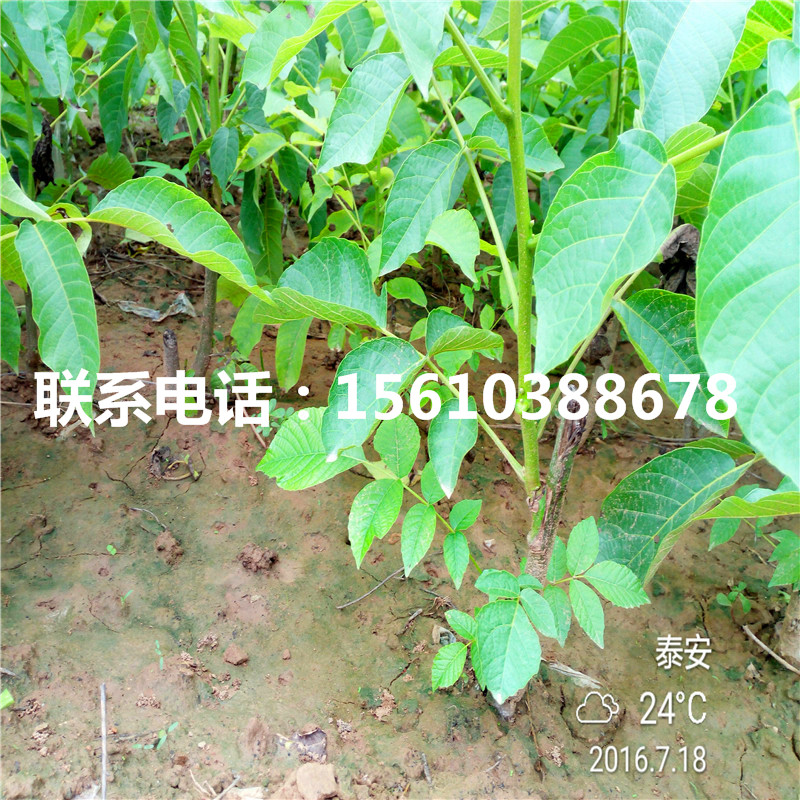 碧根果樹苗品種介紹、碧根果樹苗出售價(jià)位