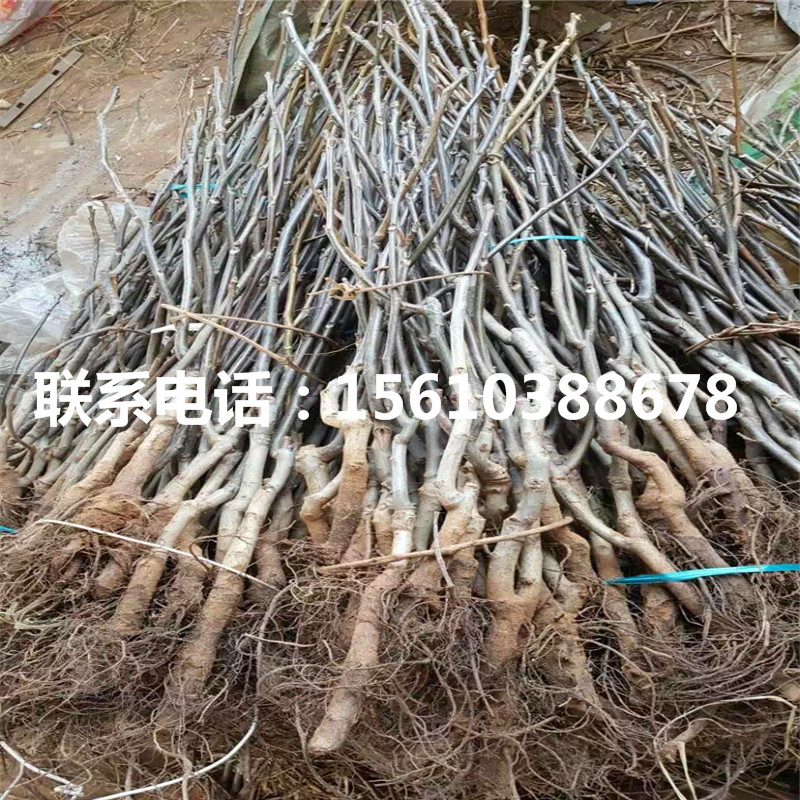 碧根果樹苗哪里有賣、碧根果樹苗出售價位