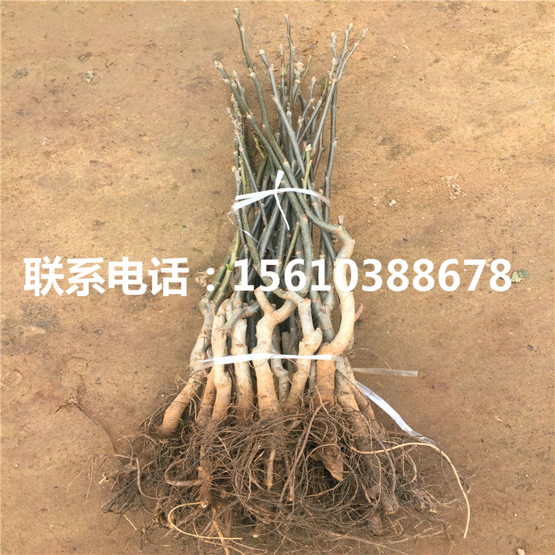 碧根果樹苗種植基地、碧根果樹苗出售單價