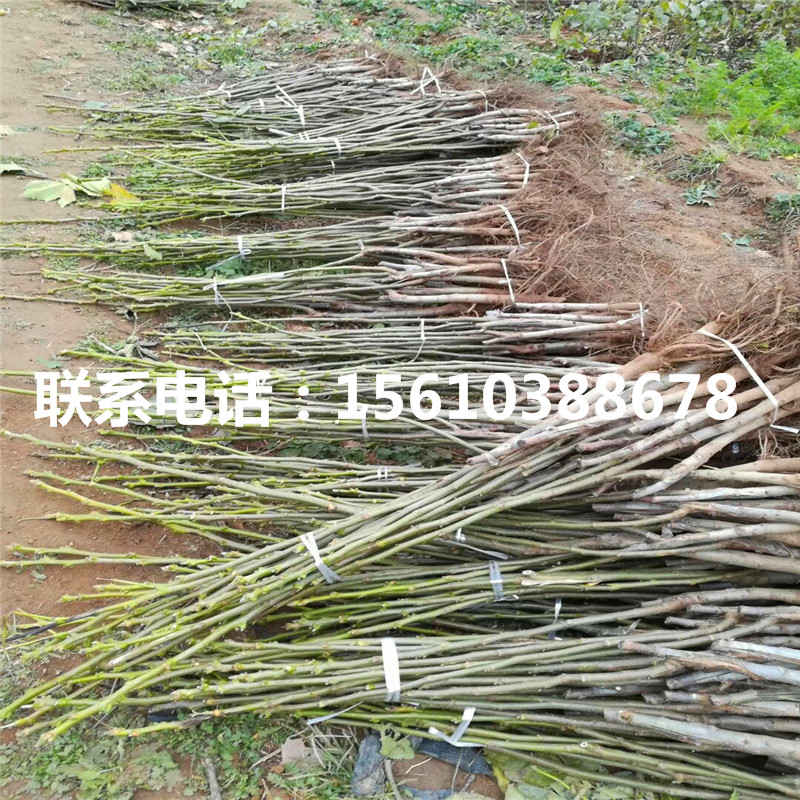 碧根果樹(shù)苗種植基地、碧根果樹(shù)苗哪里供應(yīng)