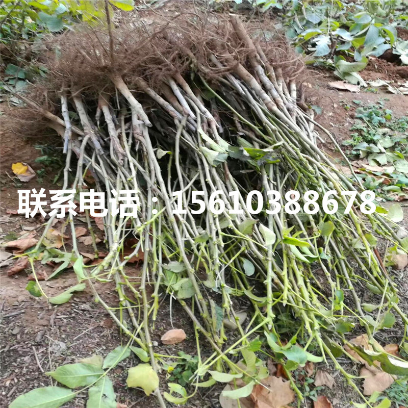碧根果樹苗那種好、碧根果樹苗供應商