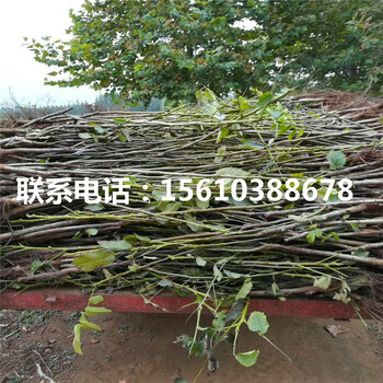 碧根果樹苗品種介紹、碧根果樹苗多少錢一株
