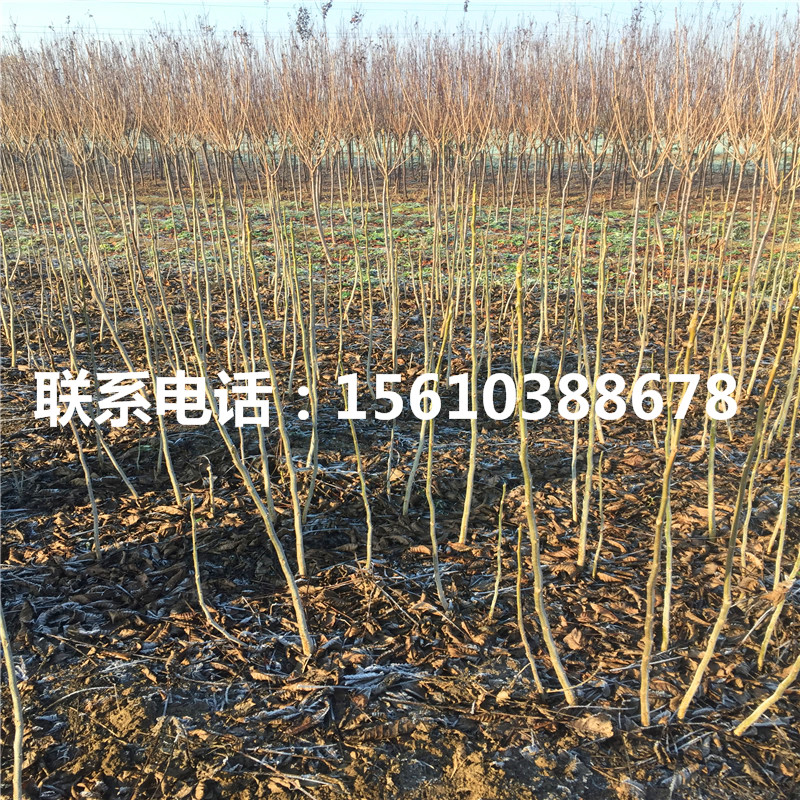 碧根果樹苗產(chǎn)地在哪里、碧根果樹苗價(jià)格多少