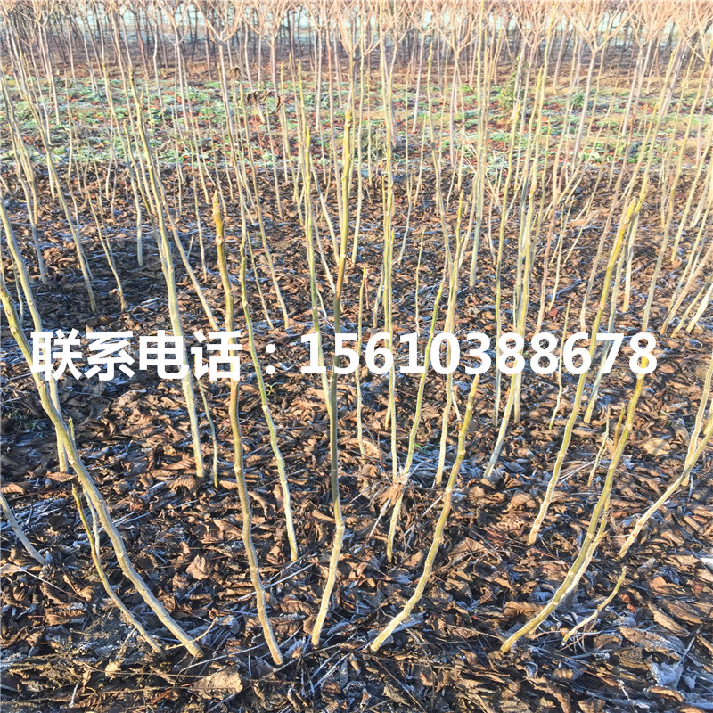 碧根果樹苗哪里有賣、碧根果樹苗出售價位