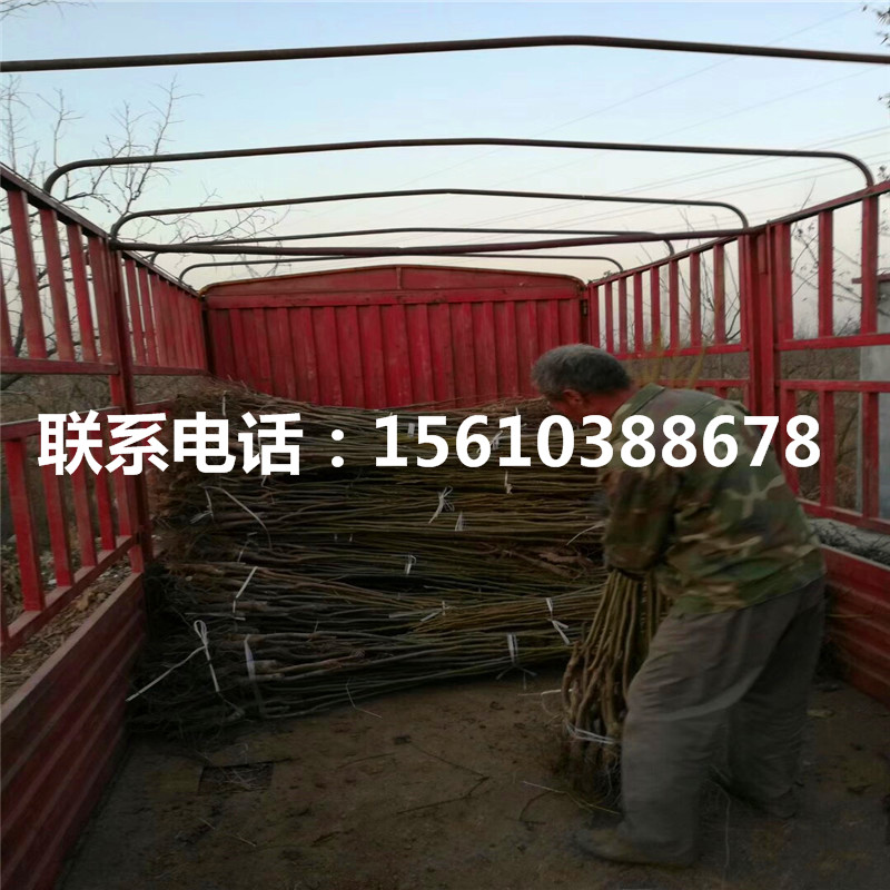 碧根果樹苗價(jià)格、碧根果樹苗供應(yīng)商