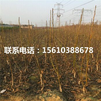 碧根果樹(shù)苗品種介紹、碧根果樹(shù)苗價(jià)格