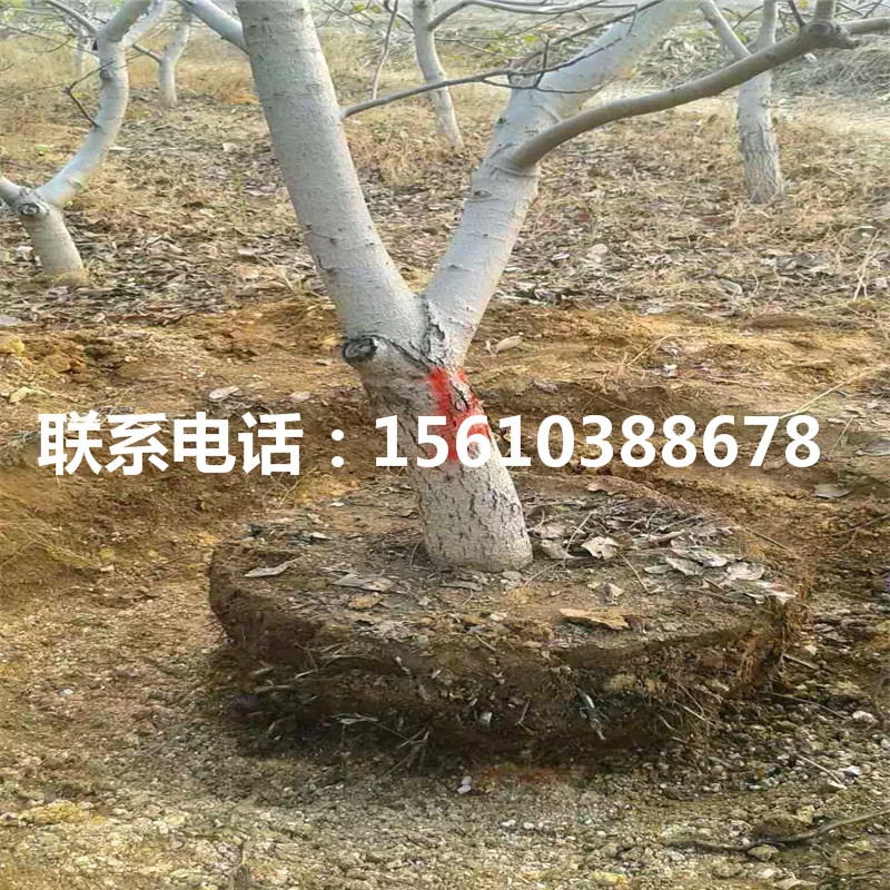 碧根果樹苗簡介、碧根果樹苗哪里出售