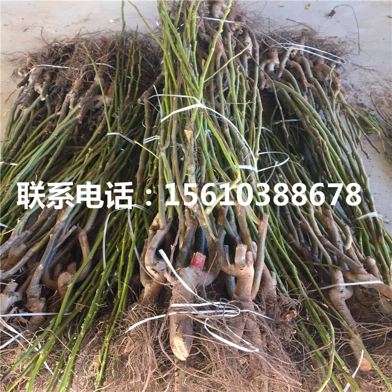碧根果樹(shù)苗行情、碧根果樹(shù)苗出售批發(fā)