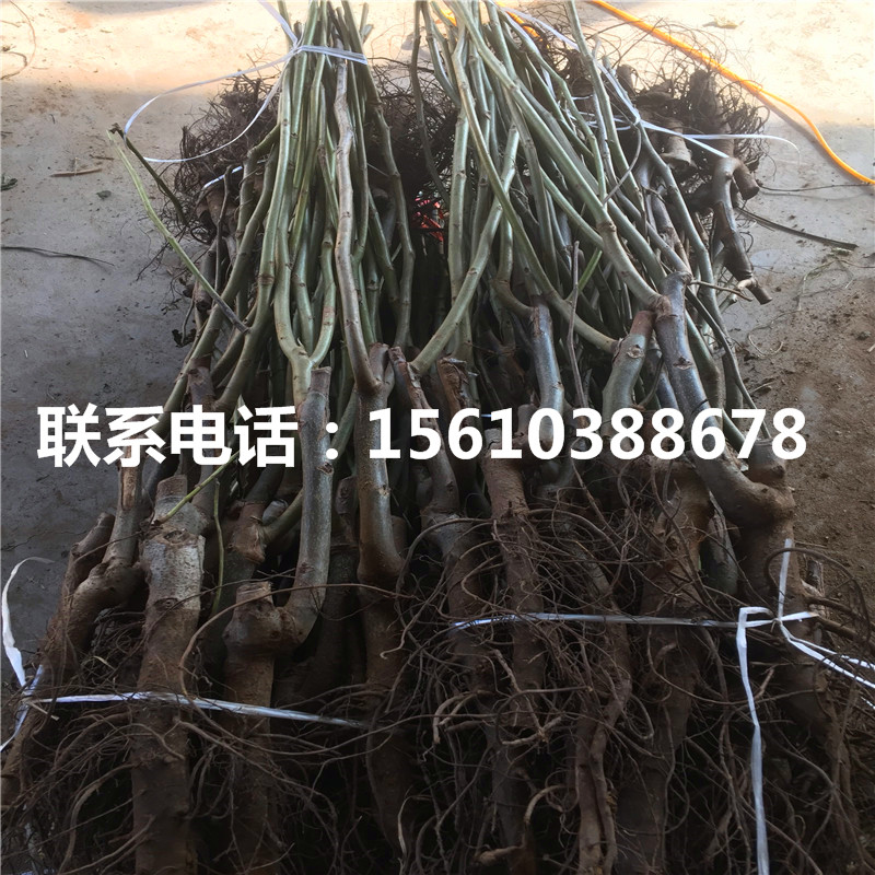 碧根果樹苗品種介紹、碧根果樹苗出售價(jià)位