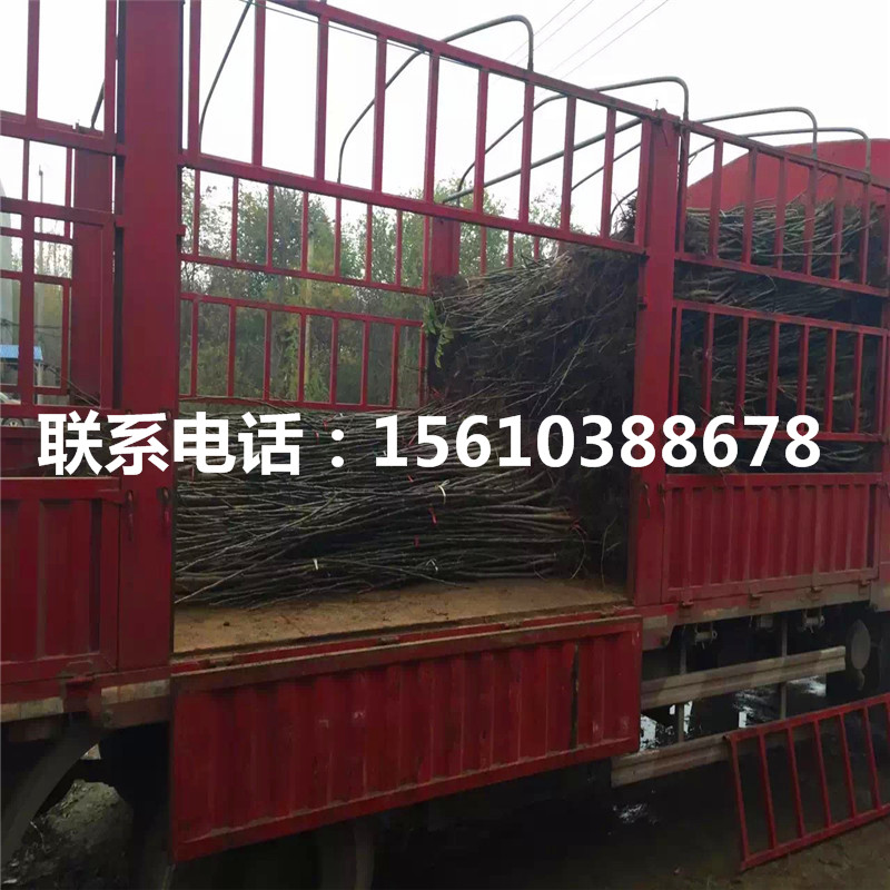 碧根果樹苗品種、碧根果樹苗多少錢一株