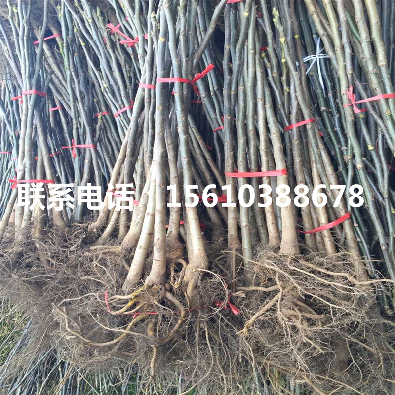 碧根果樹苗產(chǎn)地在哪里、碧根果樹苗供應(yīng)商