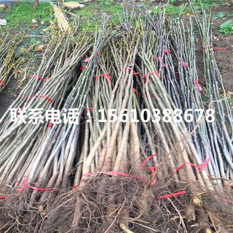 碧根果樹苗品種、碧根果樹苗多少錢一株