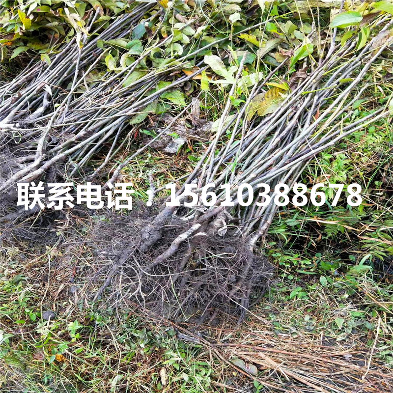 碧根果树苗产地在哪里、碧根果树苗批发