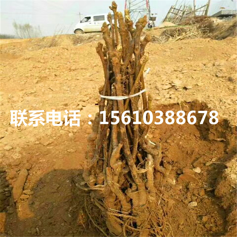 碧根果樹苗那家好、碧根果樹苗多少錢一株