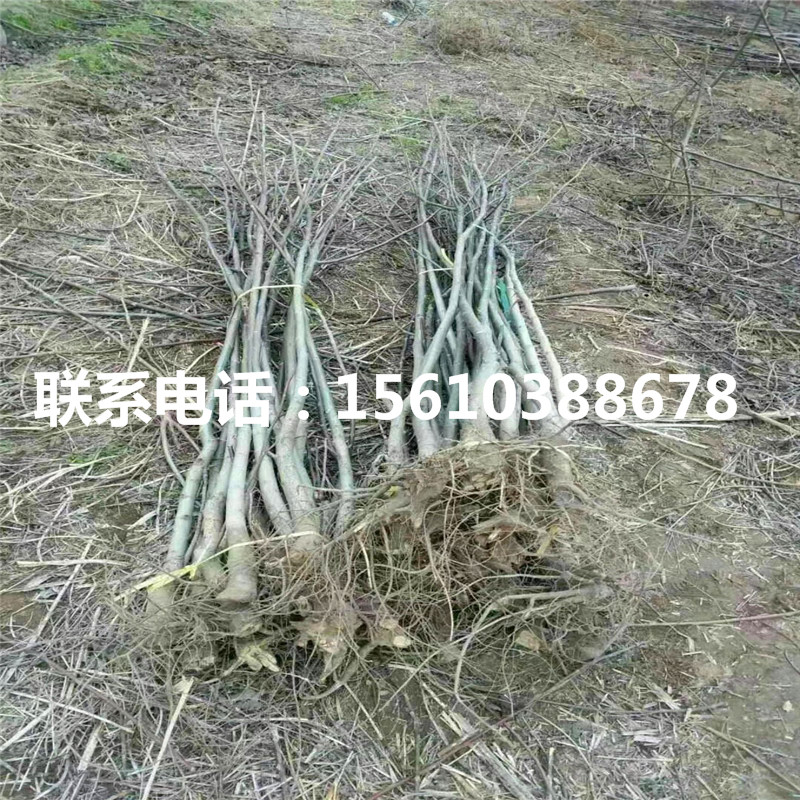 碧根果樹苗品種、碧根果樹苗批發(fā)價錢