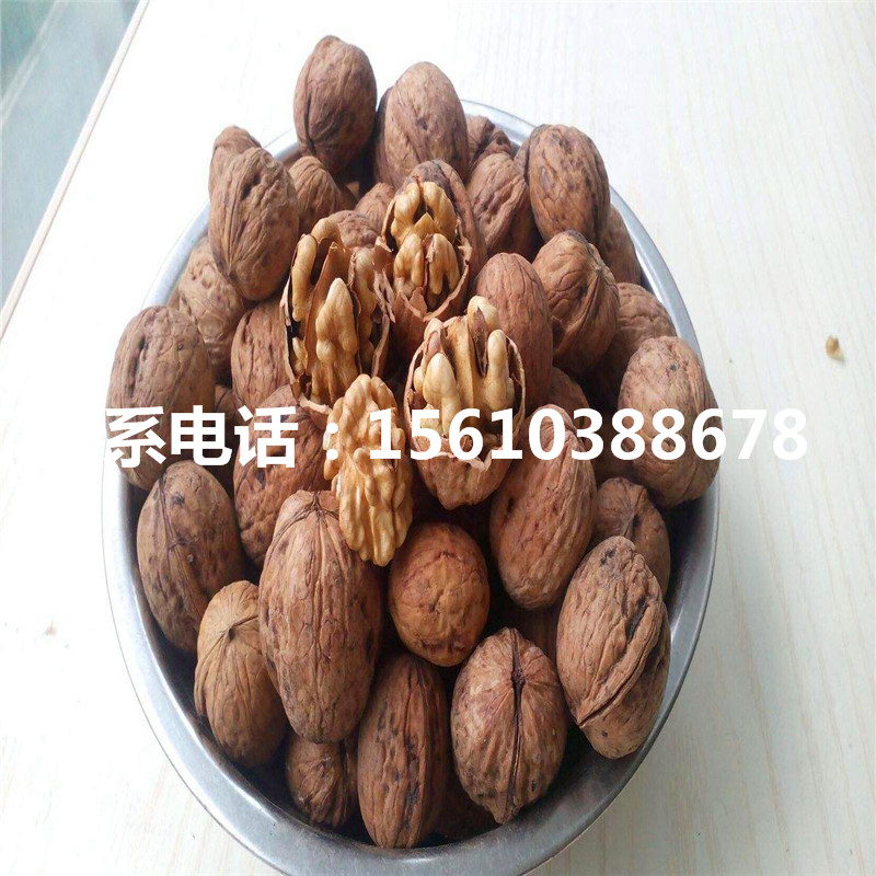 碧根果樹苗品種、碧根果樹苗批發(fā)價錢