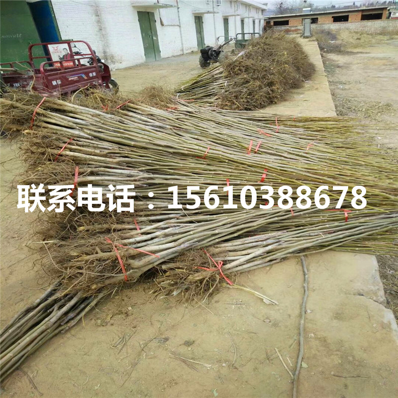 碧根果樹苗價(jià)格、碧根果樹苗批發(fā)價(jià)錢
