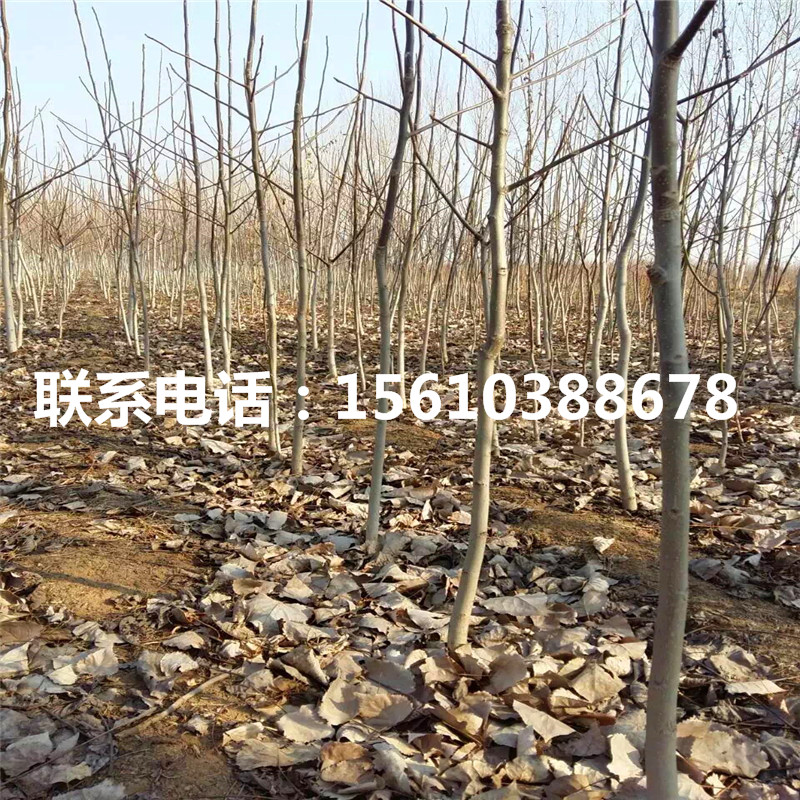 碧根果樹(shù)苗行情、碧根果樹(shù)苗出售批發(fā)