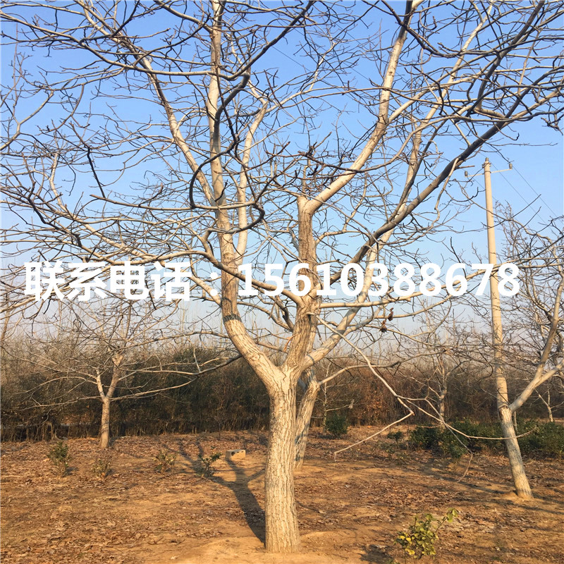碧根果樹(shù)苗價(jià)格多少、碧根果樹(shù)苗供應(yīng)商