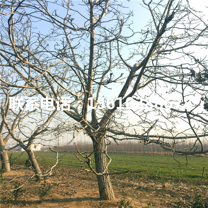 碧根果樹苗價格、碧根果樹苗批發(fā)出售