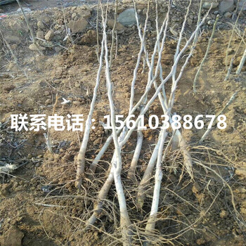 碧根果樹苗價格多少、碧根果樹苗價格多少