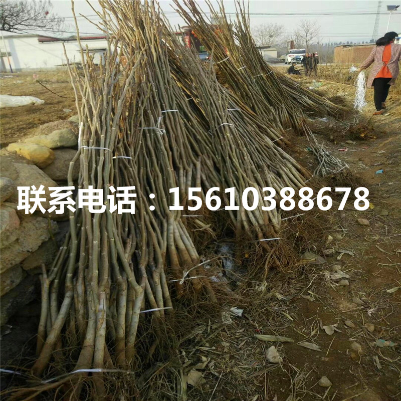 碧根果樹苗種植基地、碧根果樹苗出售單價