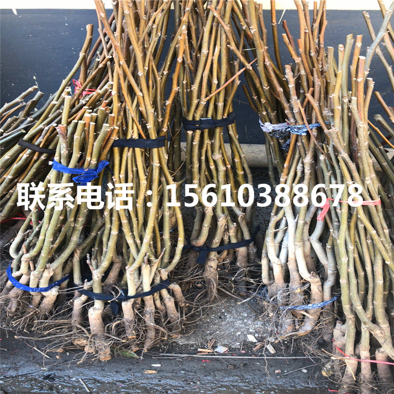 碧根果樹苗價位、碧根果樹苗價格多少