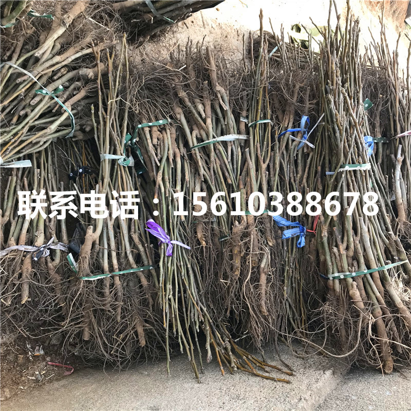 碧根果樹苗那家好、碧根果樹苗出售單價