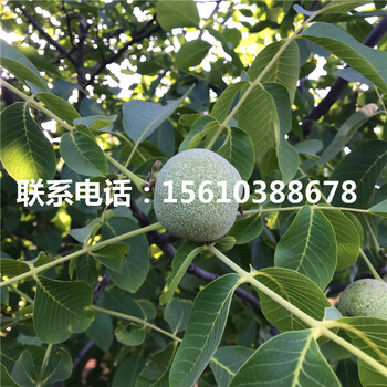 碧根果樹苗品種介紹、碧根果樹苗出售價位