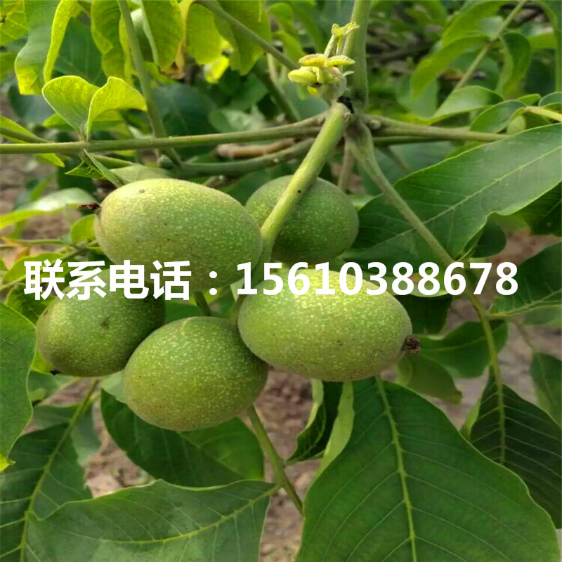 碧根果樹苗種植基地、碧根果樹苗出售單價