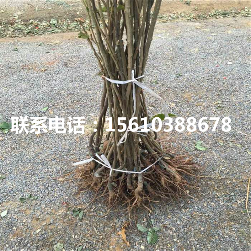 碧根果樹(shù)苗價(jià)格多少、碧根果樹(shù)苗價(jià)格