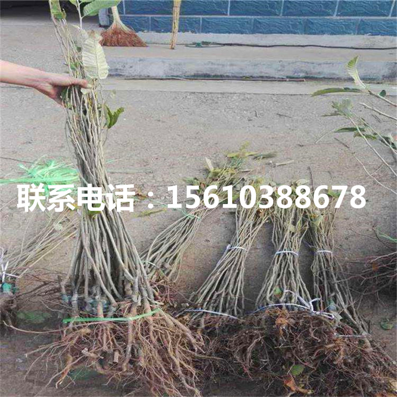 碧根果樹苗簡介、碧根果樹苗哪里出售