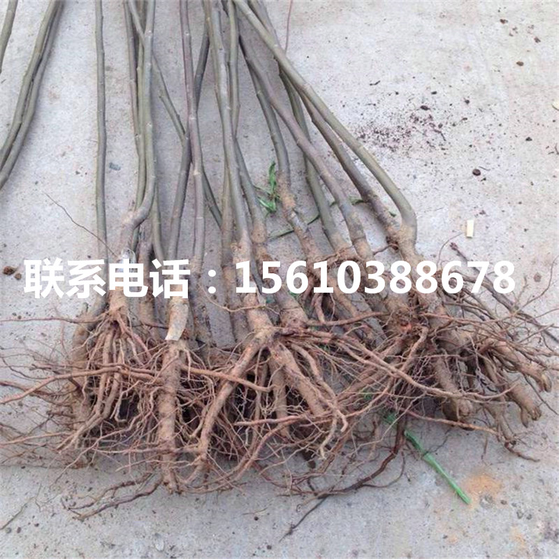 碧根果樹(shù)苗行情、碧根果樹(shù)苗出售批發(fā)