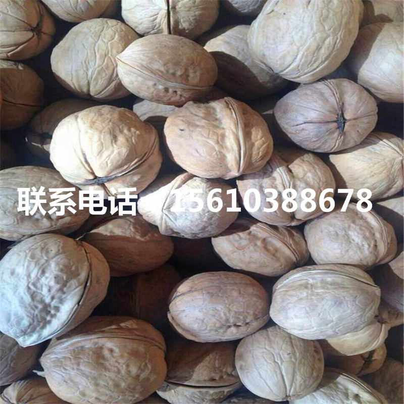 碧根果樹苗哪里有賣、碧根果樹苗供應(yīng)商