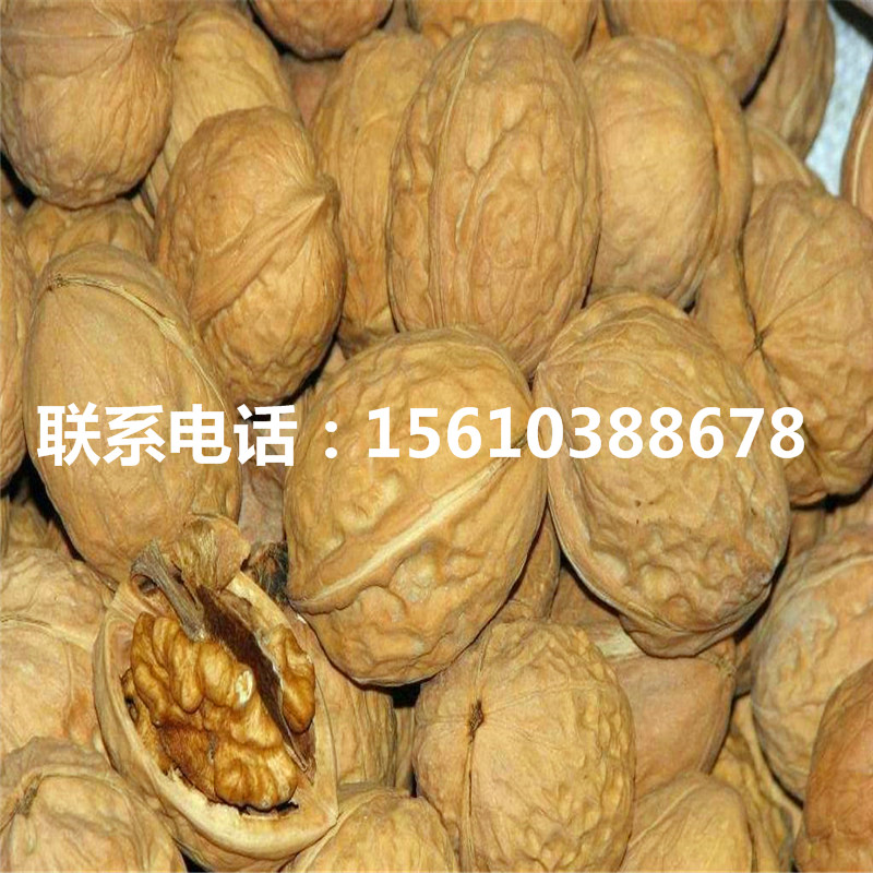 碧根果樹苗產(chǎn)地在哪里、碧根果樹苗供應(yīng)商