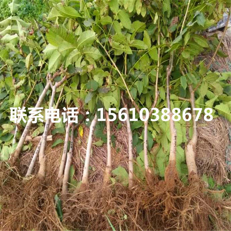 碧根果樹苗品種、碧根果樹苗栽培技術(shù)