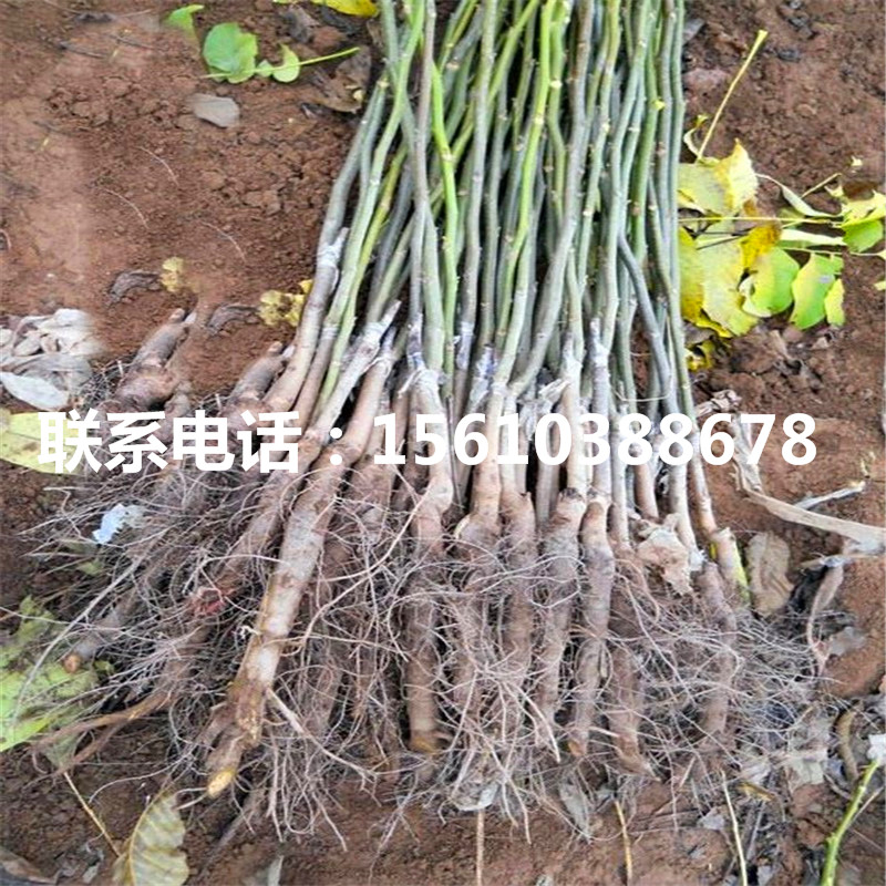 碧根果树苗价格、碧根果树苗一亩地产多少斤