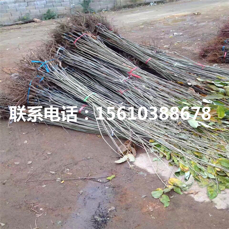 九家种板栗苗品种、九家种板栗苗基地