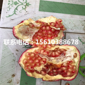 大紅袍石榴樹苗出售基地、大紅袍石榴樹苗怎么種
