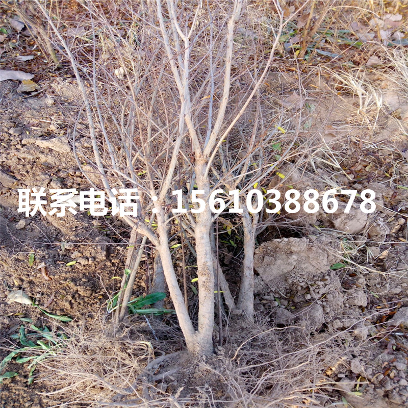 軟籽石榴樹(shù)苗多少錢、軟籽石榴樹(shù)苗那家好