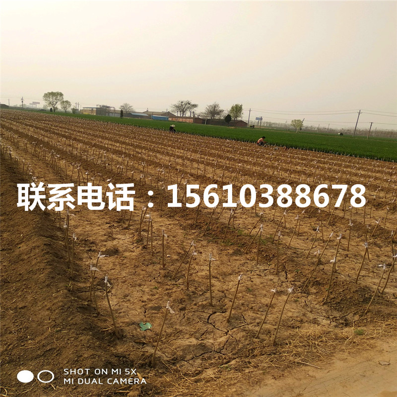 大紅袍石榴樹苗幾年結果、大紅袍石榴樹苗出售