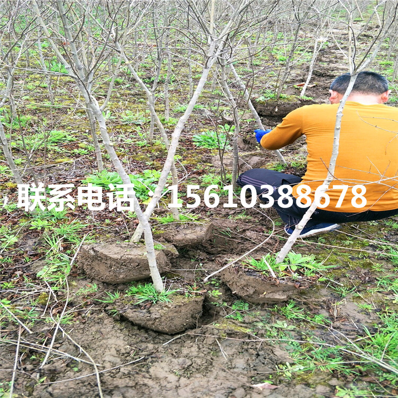 果石榴树苗基地、果石榴树苗种植基地