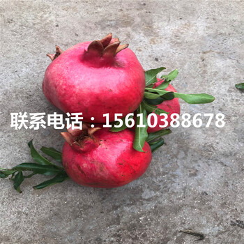 石榴樹苗供應商、石榴樹苗產(chǎn)地在哪里