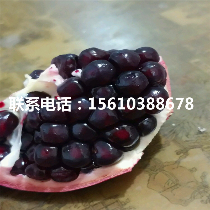 紅如意石榴樹苗出售價格、紅如意石榴樹苗產地在哪里