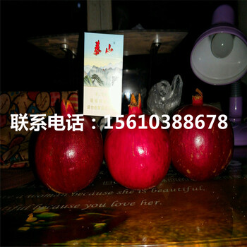 突尼斯軟籽石榴樹苗供應(yīng)價(jià)格、突尼斯軟籽石榴樹苗管理技術(shù)