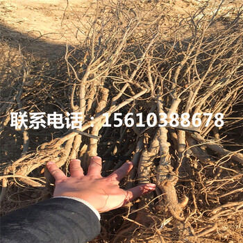甜石榴樹苗出售基地、甜石榴樹苗管理技術