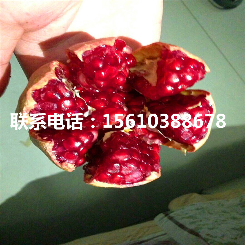 紅瑪瑙石榴樹苗供應(yīng)價(jià)格、紅瑪瑙石榴樹苗種植基地