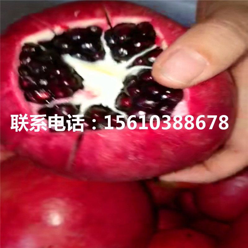 紅如意石榴樹苗幾年結果、紅如意石榴樹苗簡介