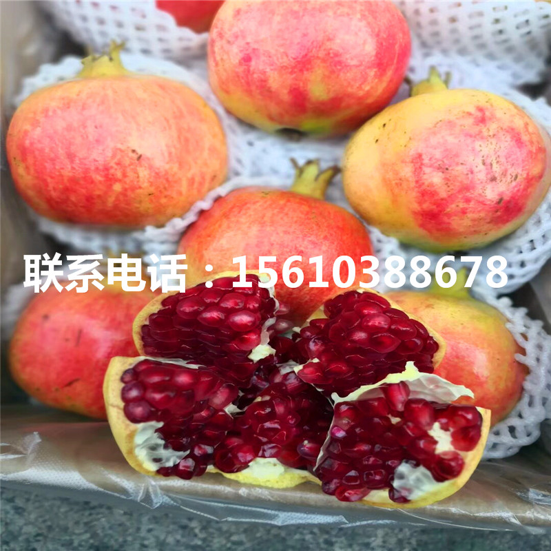 大紅袍石榴樹苗幾年結果、大紅袍石榴樹苗出售